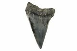 Fossil Broad-Toothed Mako Tooth - South Carolina #171192-1